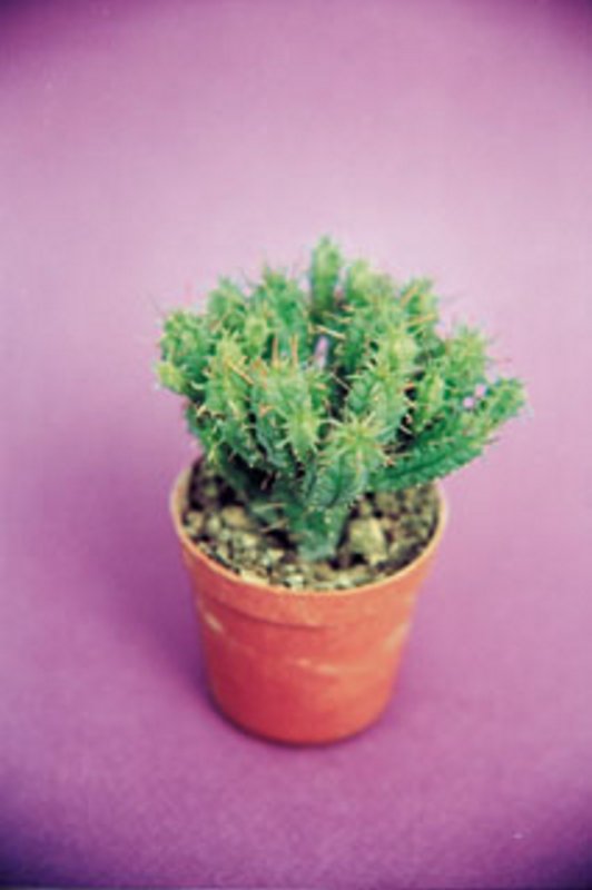Euphorbia Submammilaris.jpg
